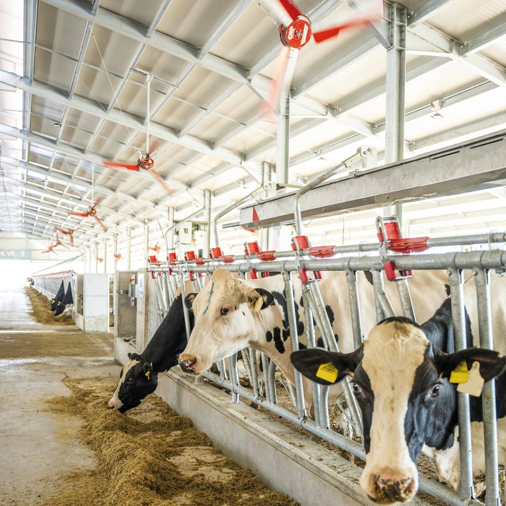 Un ricovero zootecnico progettato per il comfort animale e l’efficienza operativa.